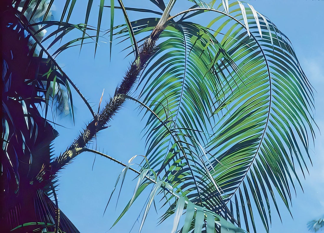 Calamus siphonospathus