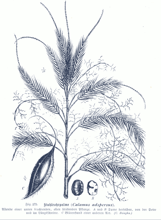 Calamus sordidus