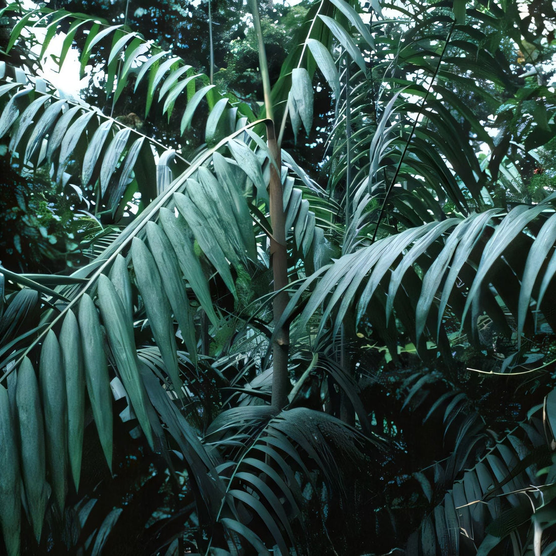 Calamus subinermis