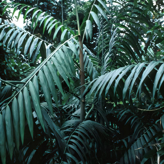 Calamus subinermis