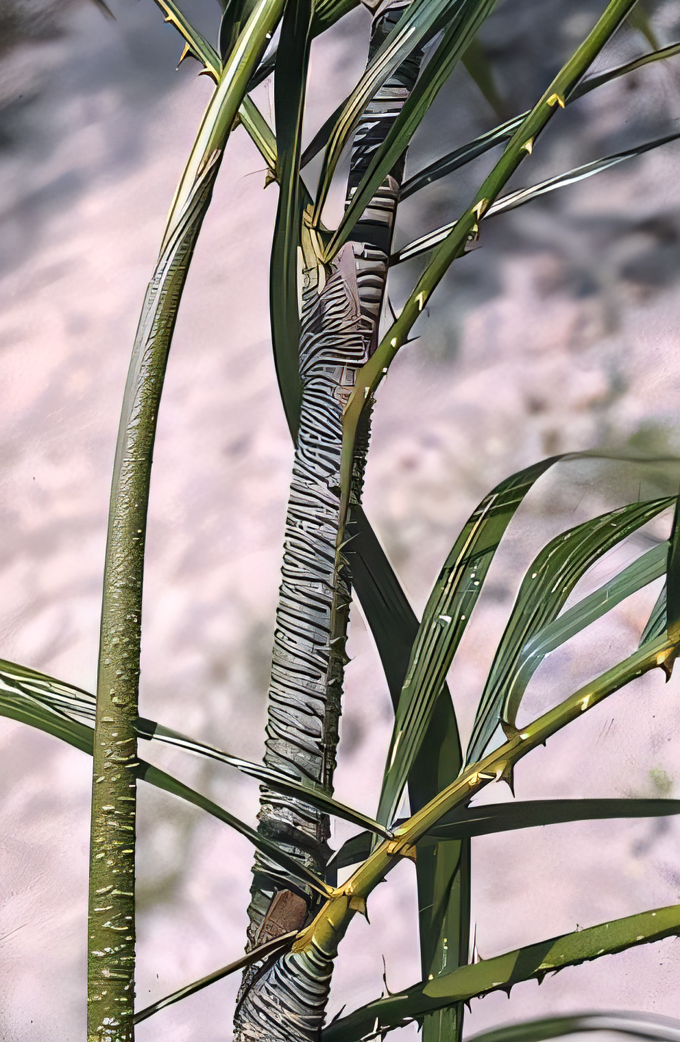 Calamus tanakadatei