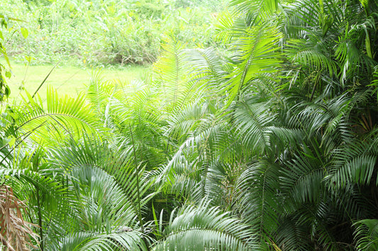 Calamus tenuis
