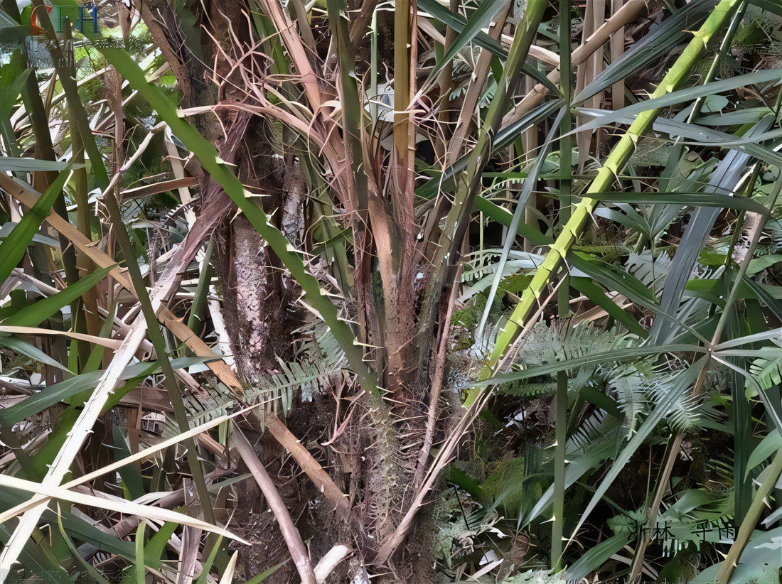 Calamus thysanolepis