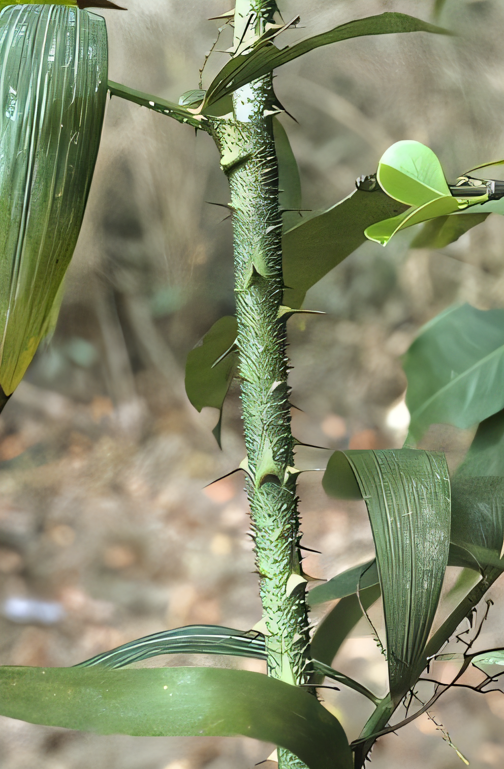 Calamus trachycoleus