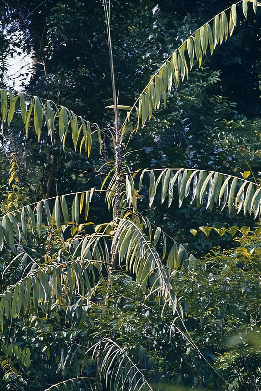 Calamus tumidus: A comprehensive Growing Guide for Enthusiasts & Collectors.