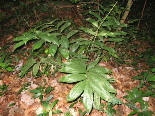 Calamus vattayila