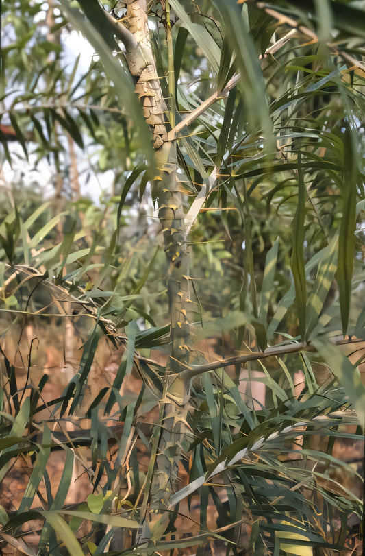 Calamus viminalis
