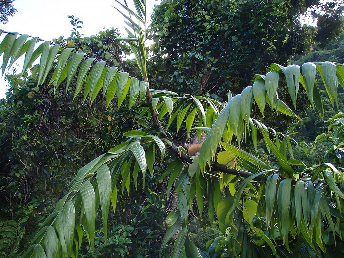 Calamus vitiensis