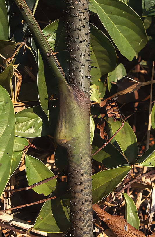 Calamus wailong
