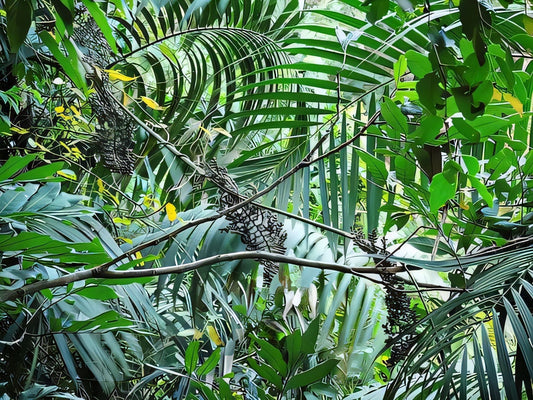 Calamus walkeri