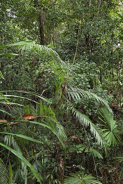 Calamus zebrinus: A comprehensive Growing Guide for Enthusiasts &  Collectors.
