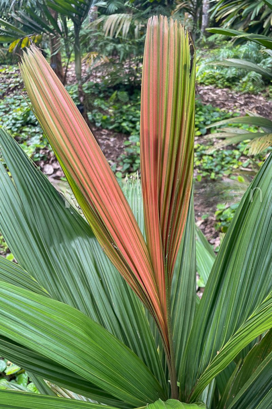 Calyptrocalyx awa