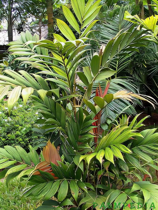 Calyptrocalyx doxanthus