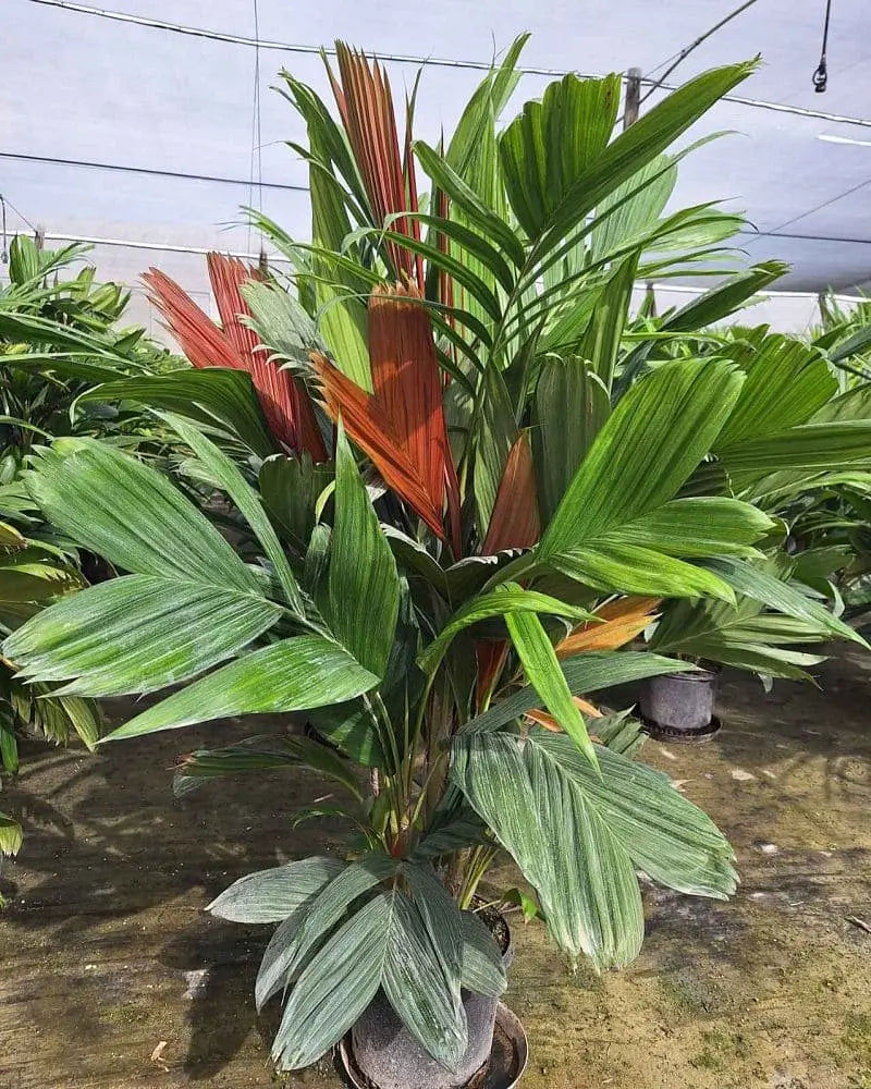 Calyptrocalyx elegans: A comprehensive Growing Guide for Enthusiasts & Collectors.