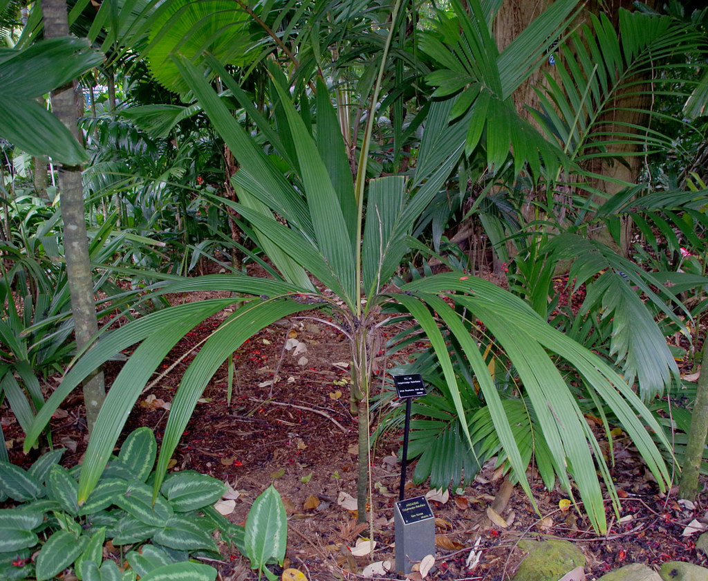 Calyptrocalyx flabellatus