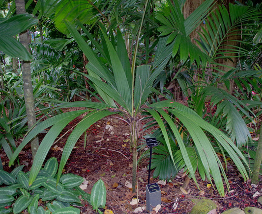 Calyptrocalyx flabellatus