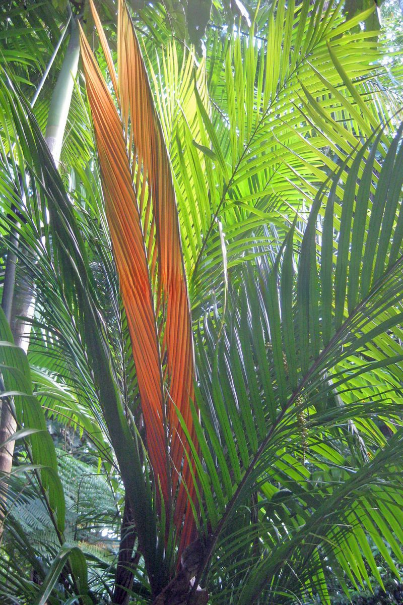 Calyptrocalyx forbesii: A comprehensive Growing Guide for Enthusiasts & Collectors.