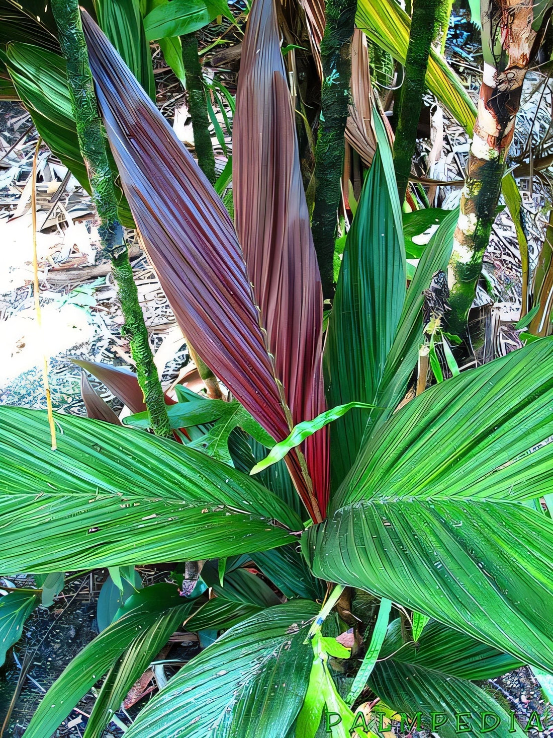 Calyptrocalyx hollrungii