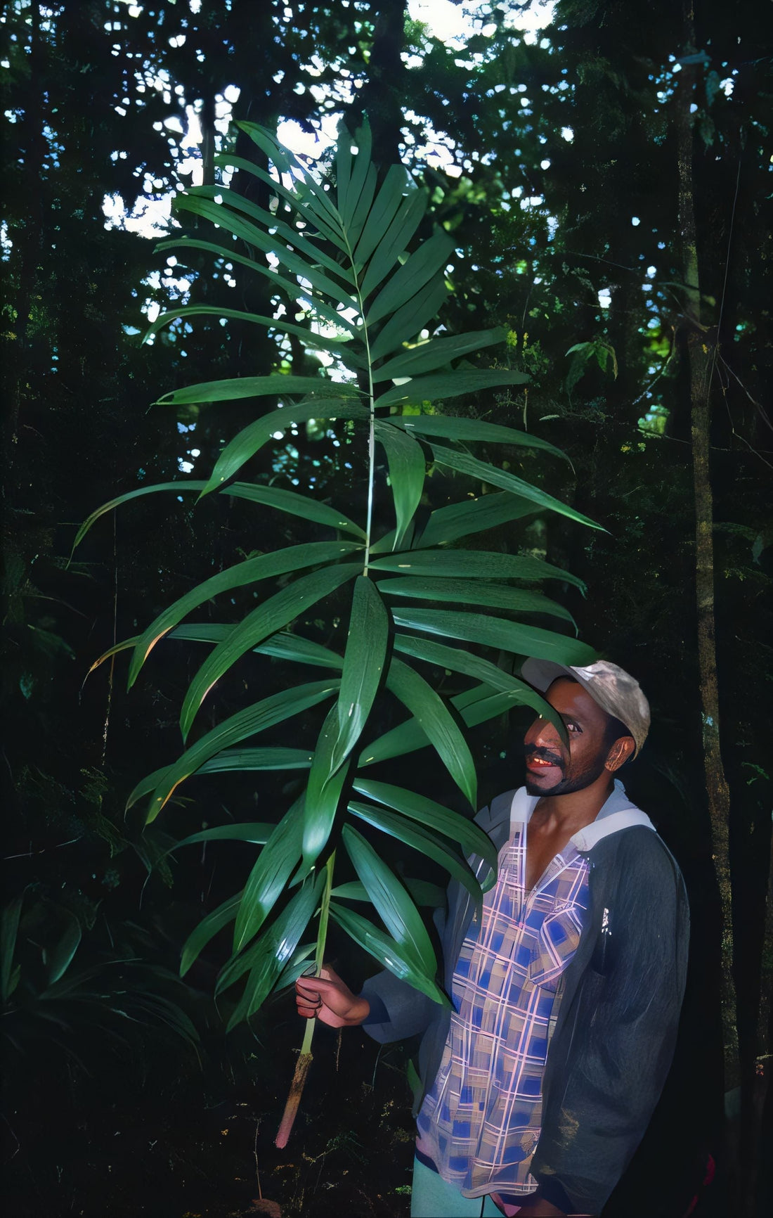 Calyptrocalyx lauterbachianus