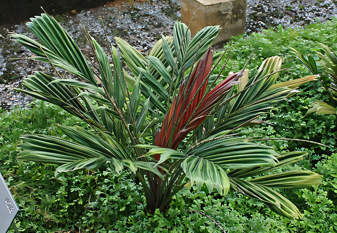 Calyptrocalyx laxiflorus