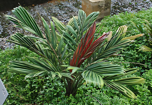 Calyptrocalyx laxiflorus