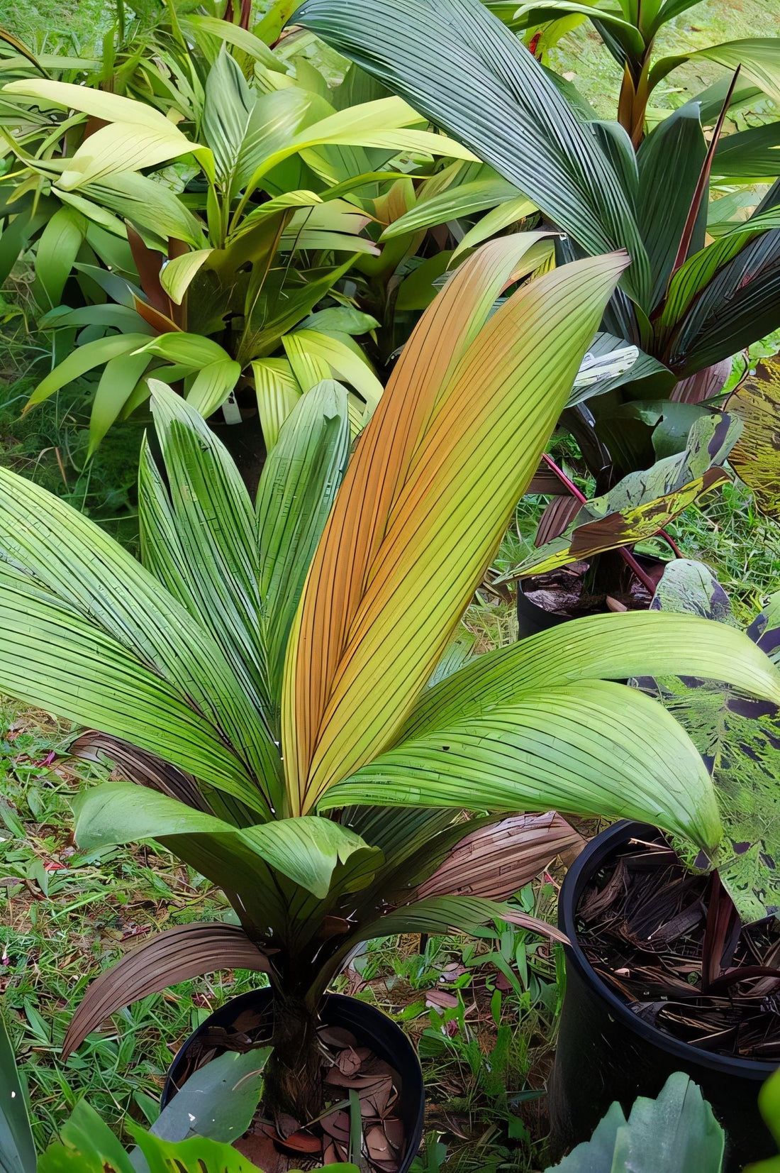 Calyptrocalyx leptostachys