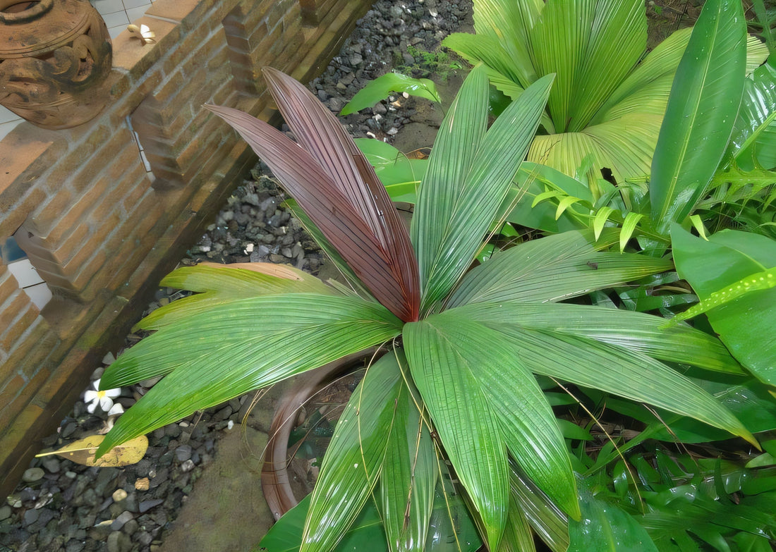 Calyptrocalyx micholitzii