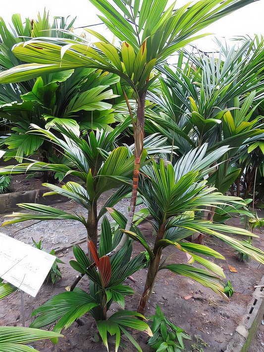 Calyptrocalyx multifidus