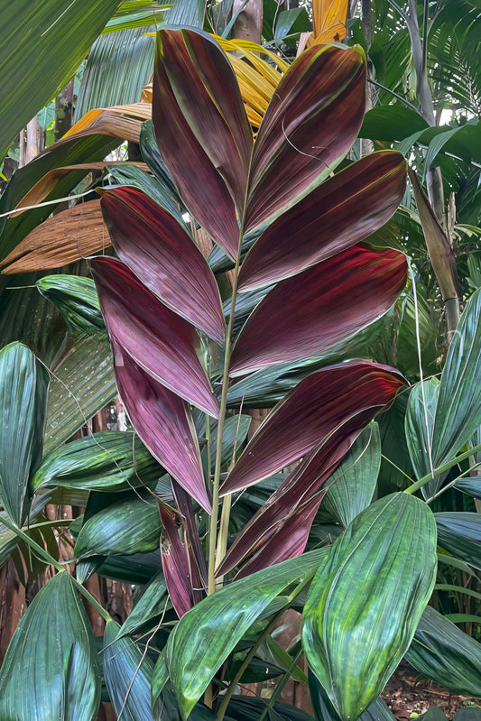 Calyptrocalyx pachystachys