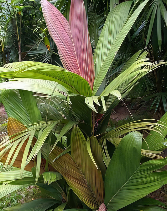 Calyptrocalyx pauciflorus