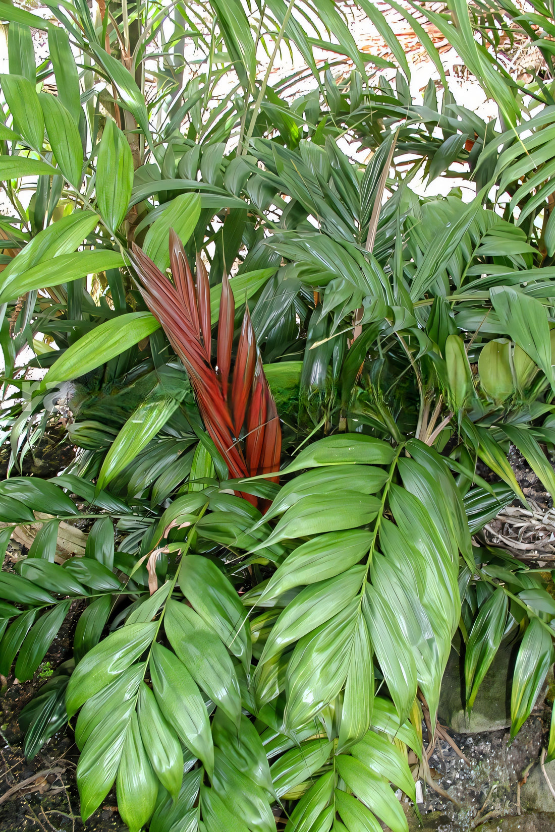 Calyptrocalyx polyphyllus