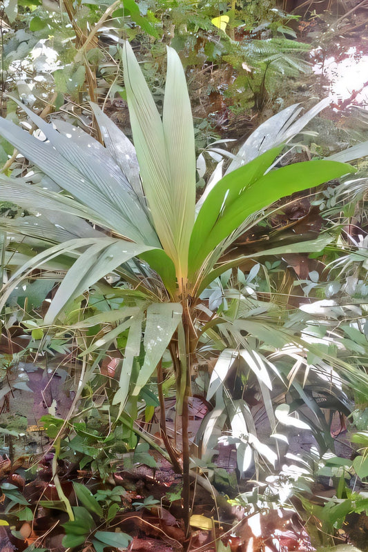 Calyptrocalyx sessiliflorus: A comprehensive Growing Guide for Enthusiasts & Collectors.