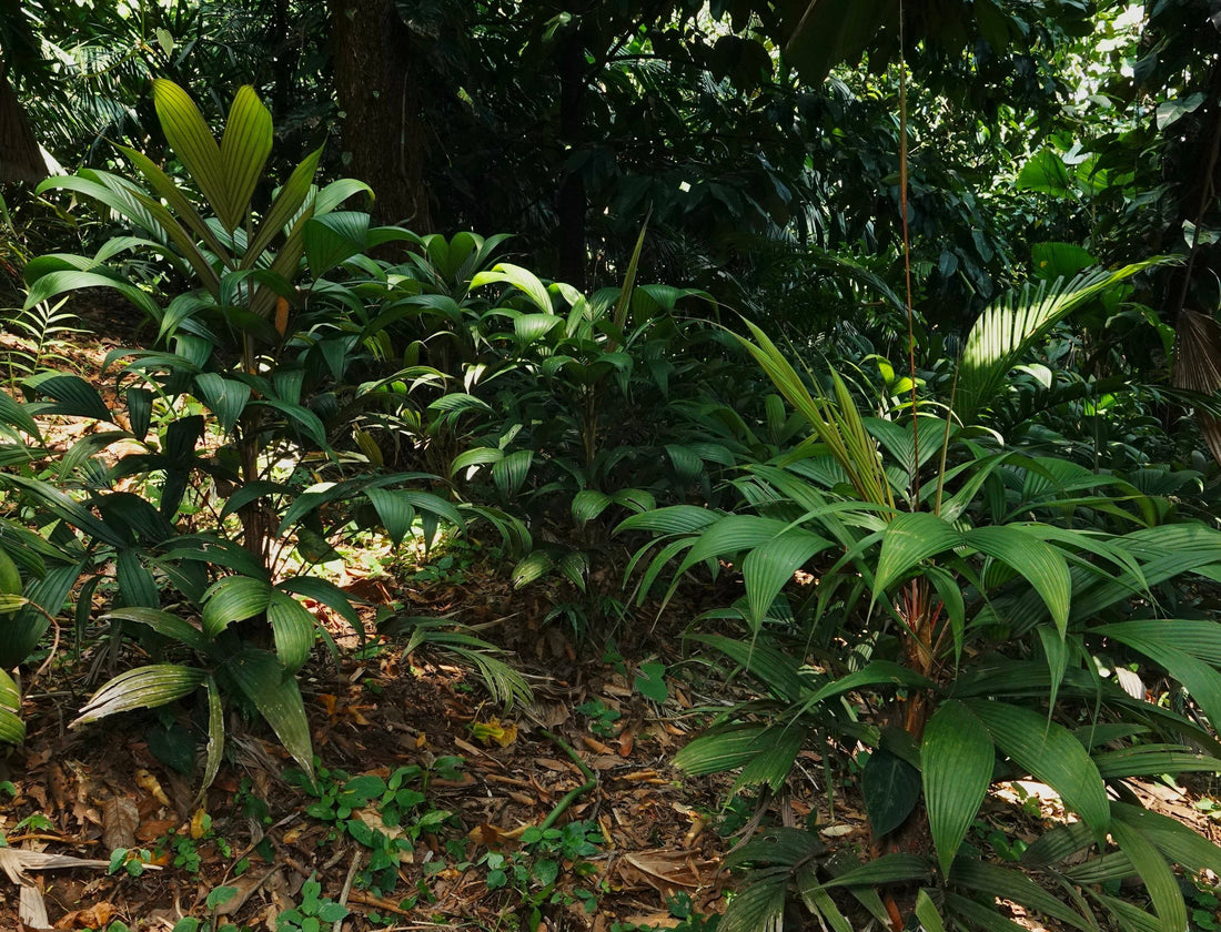 Calyptrogyne allenii