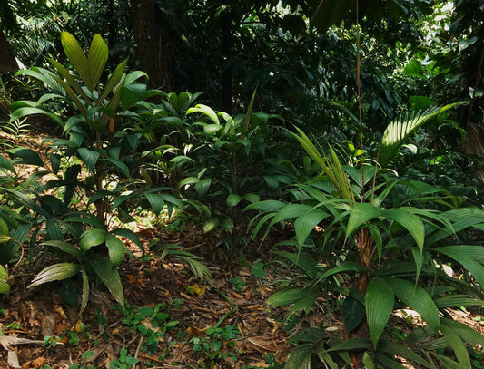 Calyptrogyne allenii