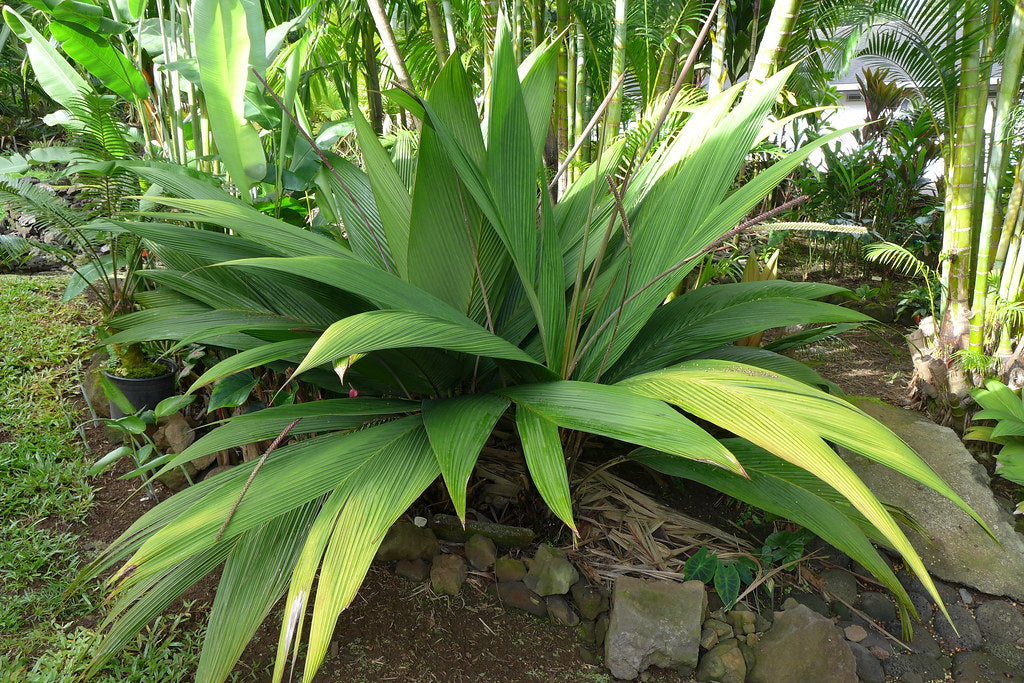 Calyptrogyne ghiesbreghtiana