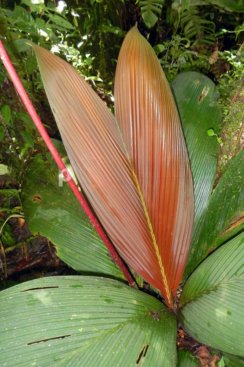 Calyptrogyne panamensis