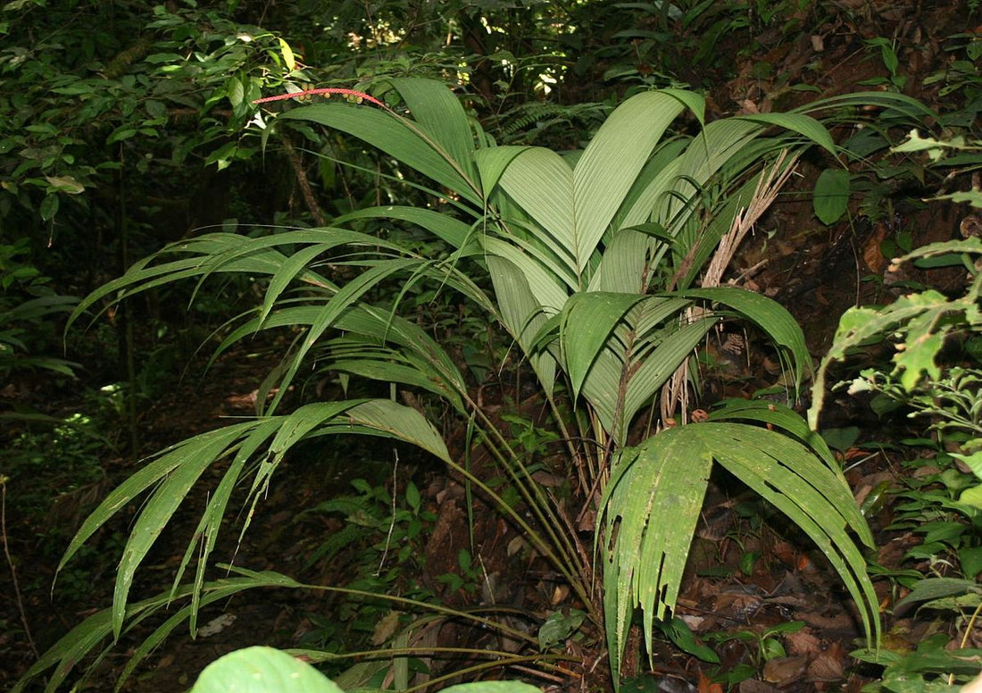 Calyptrogyne trichostachys