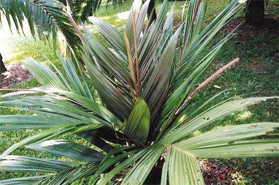 Calyptronoma occidentalis