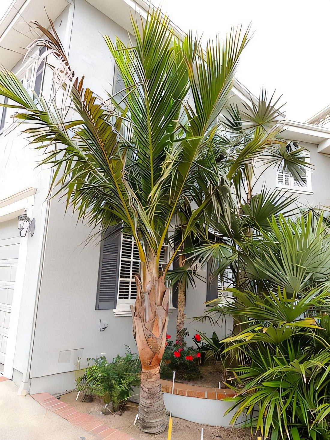 Calyptronoma plumeriana