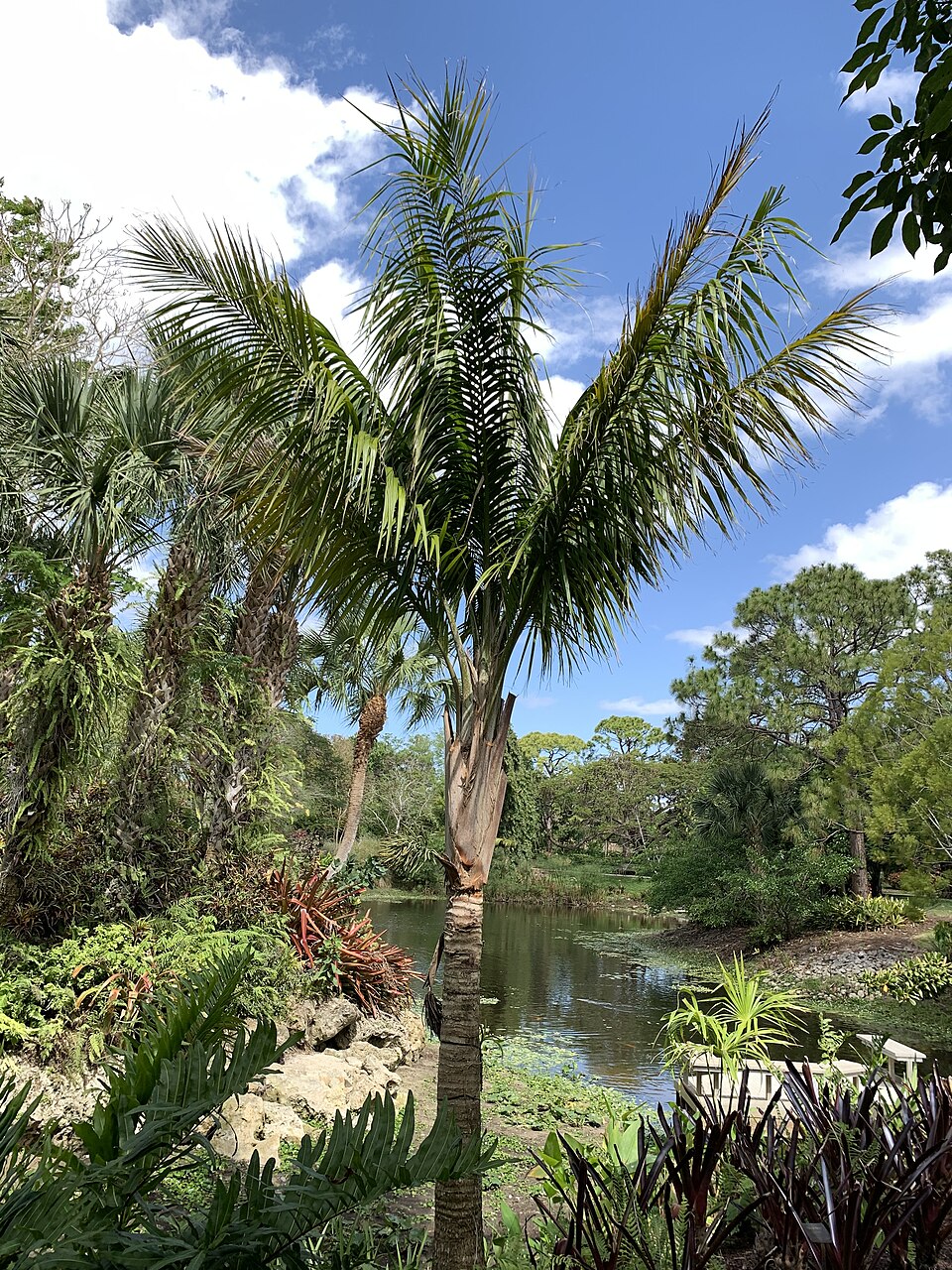 Calyptronoma rivalis