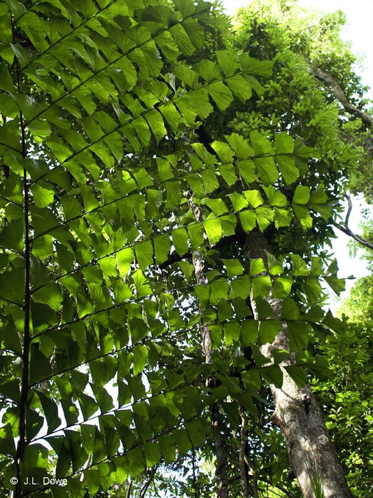 Caryota albertii: A comprehensive Growing Guide for Enthusiasts & Collectors.