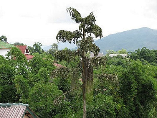 Caryota bacsonensis
