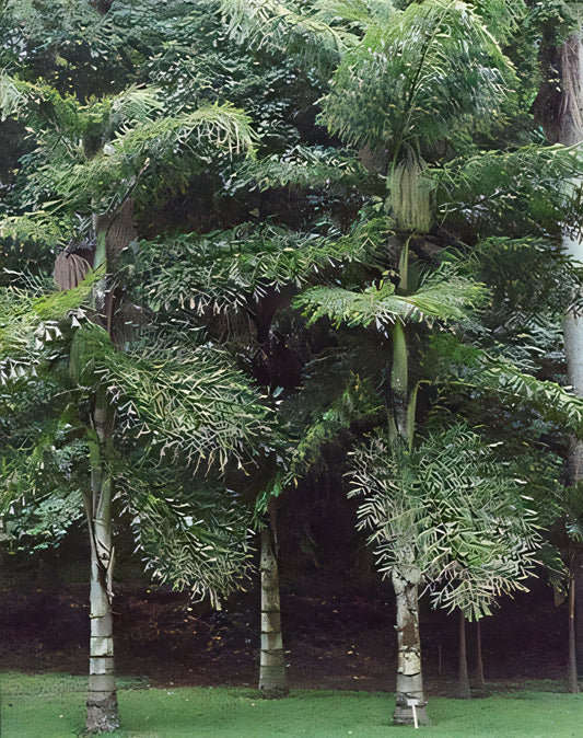 Caryota cumingii