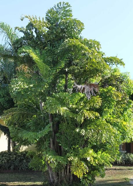 Caryota mitis (Fishtail Palm)