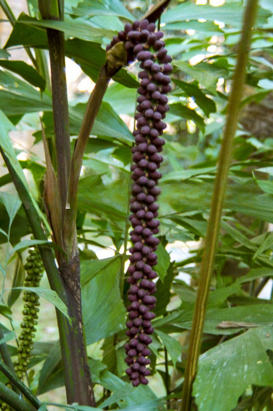 Caryota monostachya