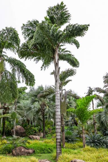 Caryota no  Borneo Fishtail Palm