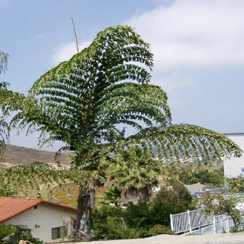 Caryota obtusa
