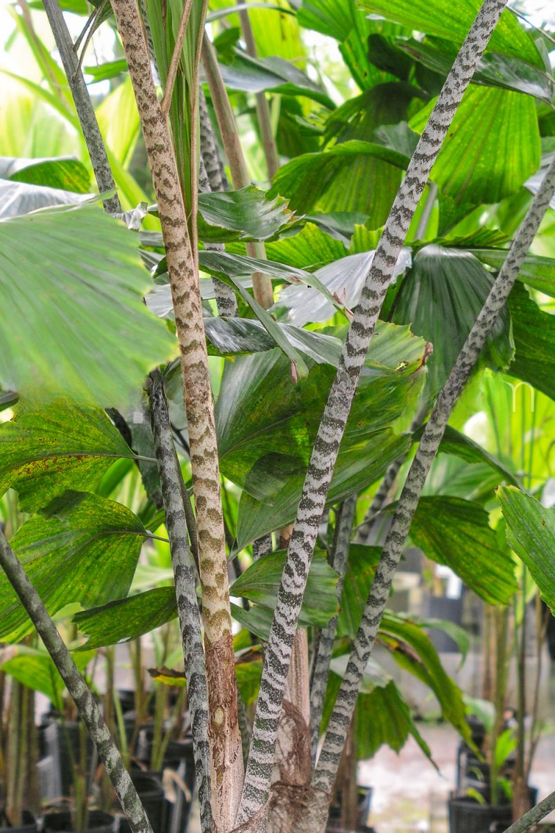 Caryota ophiopellis