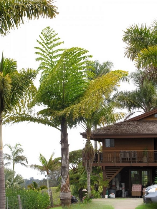 Caryota rumphiana