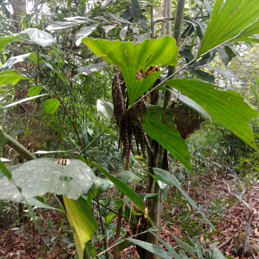 Caryota sympetala